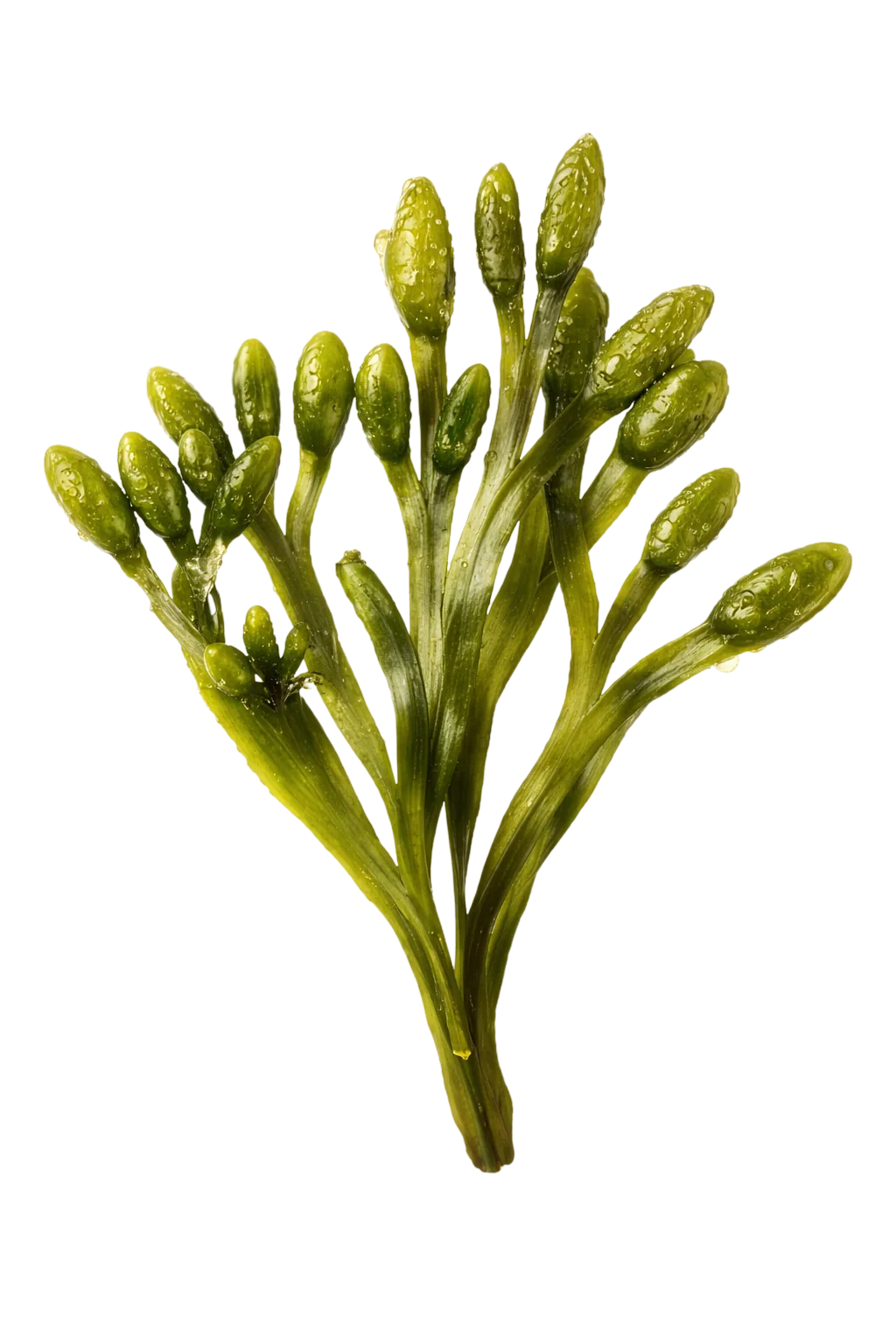 Bladderwrack