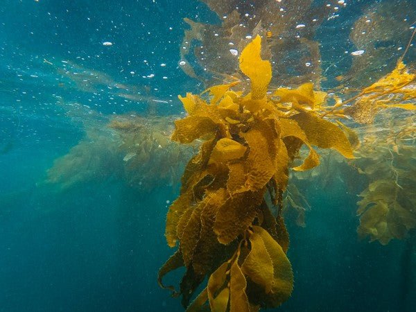 Benefits of Ocean Plants