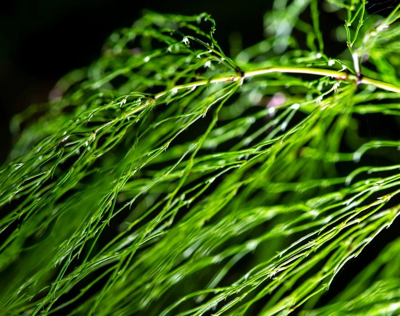 Balance, Backed by Adaptogens